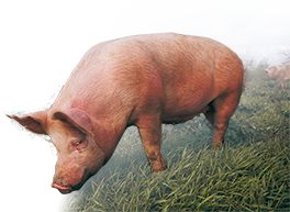 cochon-bayonne