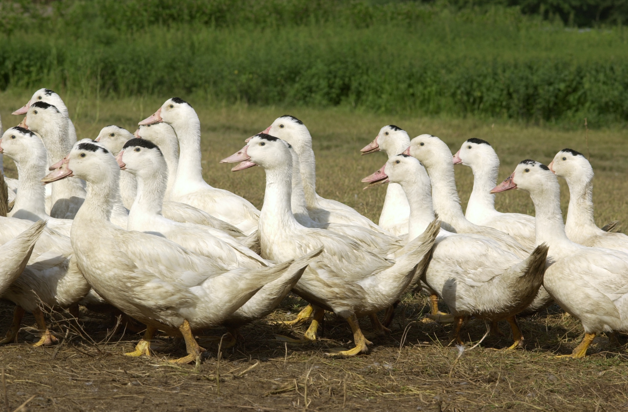 canards en plein air