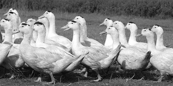 groupe de canard en plein air